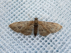 Sigilliclystis insigillata