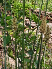 Carex tereticaulis