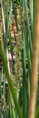 Carex tereticaulis