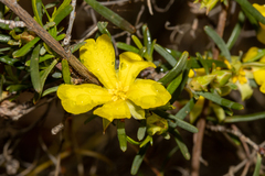Hibbertia glabrisepala