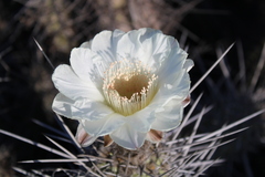 Trichocereus deserticola