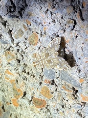 Elophila gyralis