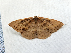 Taxeotis perlinearia