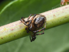 Euryopis funebris