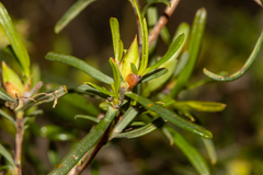 Hibbertia glabrisepala