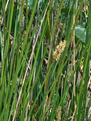 Carex tereticaulis