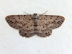 Tephrosia exesaria