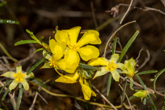 Hibbertia glabrisepala