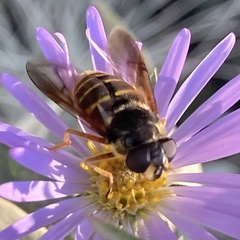 Sericomyia chalcopyga