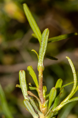 Hibbertia glabrisepala