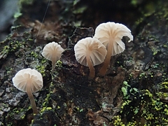 Mycena corticola