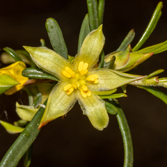 Hibbertia glabrisepala