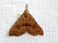 Trigonistis asthenopa