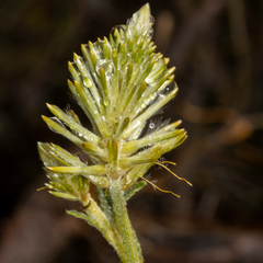 Ptilotus polystachyus