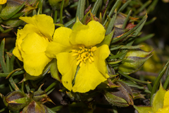 Hibbertia striata