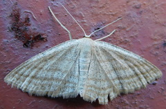 Scopula virgulata
