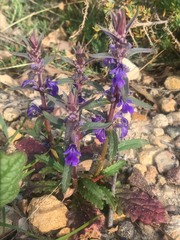 Ajuga australis
