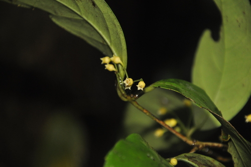Mollinedia viridiflora observed 2022-09-13