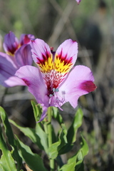 Alstroemeria philippii