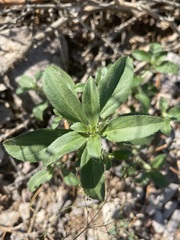 Ditaxis serrata