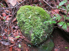 Lobariaceae
