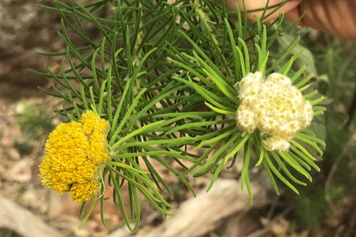 Cassinia leptocephala, photograph 2