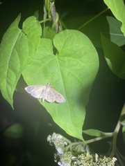 Pilocrocis ramentalis