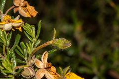 Hibbertia hypericoides