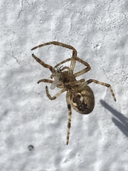 Larinioides