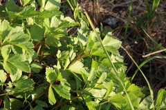 Ligusticum scothicum