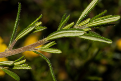 Hibbertia hypericoides
