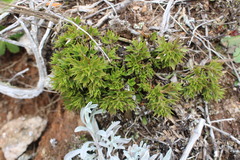 Azorella spinosa