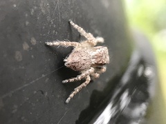 Opisthoncus polyphemus