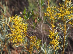 Acacia decora