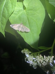 Pilocrocis ramentalis