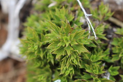 Azorella spinosa