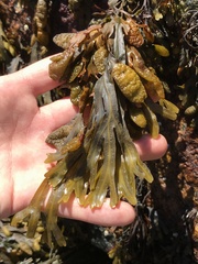 Fucus