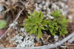 Azorella spinosa