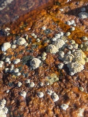 Hexanauplia