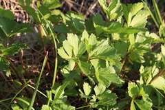 Ligusticum scothicum