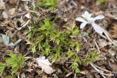 Azorella spinosa