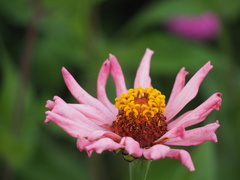 Zinnia