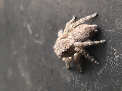 Opisthoncus polyphemus