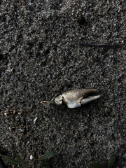 Pacifastacus leniusculus