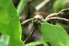 Epilachna mexicana