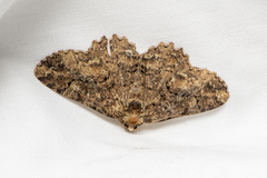 Paradromulia ambigua