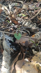 Acianthus sinclairii