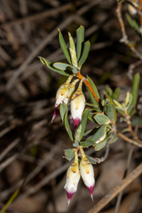 Conostephium pendulum