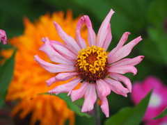 Zinnia