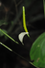 Anthurium panduriforme